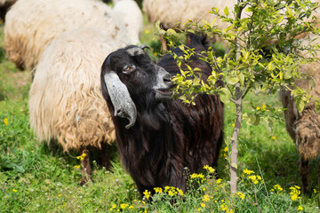 A goat eats leaves from a branch of a tree outdoors