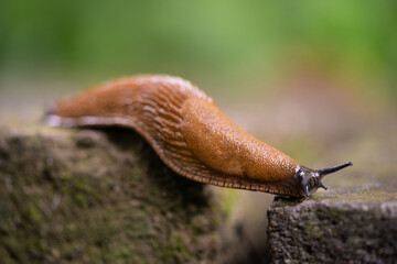 close-up of a Spanish snail (Arion vulgaris) outdoors