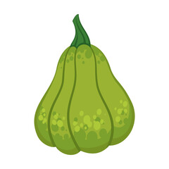 Green pumpkin on white background. Autumn harvesting and seasonal vegetables cartoon illustration. Autumn of fall concept