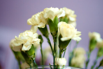 Fresh white roses, closeup, blurred background