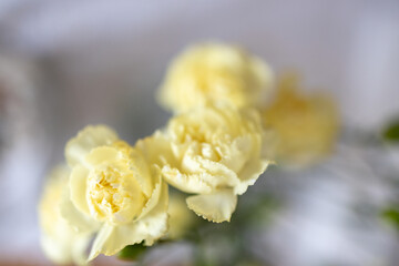 White roses, closeup, top view, blurred background