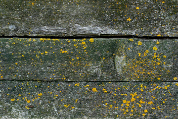 Old grunge dark textured wooden background, surface of grey wood