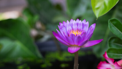 The purple lotus flower is very beautiful.