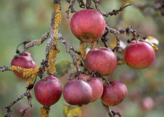 many ripe red apples on a tree branch.