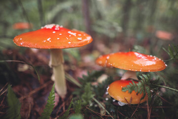 a beautiful red spotted amanita mushroom grows in the autumn forest.