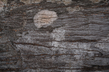 Natural wood grain texture background.