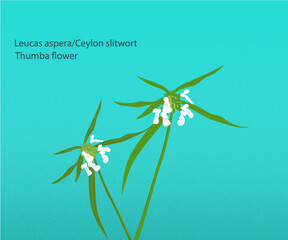 Vector illustration,  Leucas aspera/Ceylon slitwort, also called Thumba flower, Symbols of Onam festival in Kerala, India