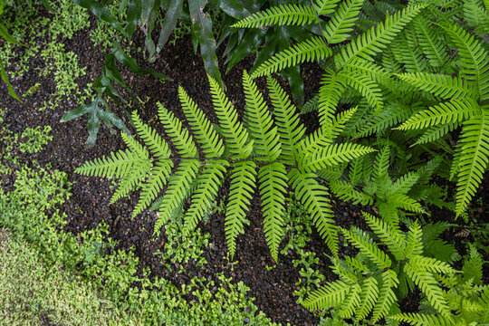 Pteris biaurita, the thinleaf brake, is a fern species in the genus Pteris.