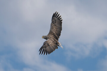 White tailed eagle - haliaeetus albicilla - in flight with spread wings with blue cloudy sky in...
