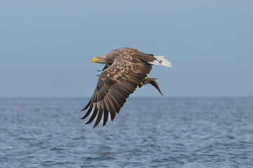 White tailed eagle - haliaeetus albicilla - in flight with caught fish with spread wings isoalated with blue sea and sky in background. Photo from Szczecin Lagoon in Poland.