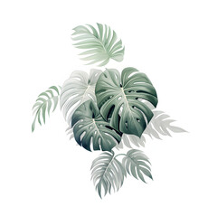 Fototapeta na wymiar monstera flowering plant green and grey overlapping flat colours in the style of water colour