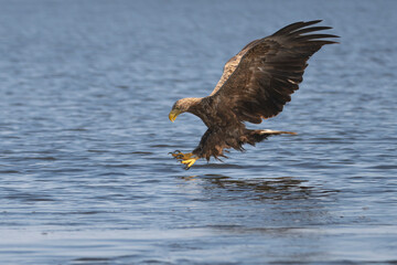 White tailed eagle - haliaeetus albicilla - in flight to catch fish with spread wings with blue water in background. photo from szczecin lagoon in Poland