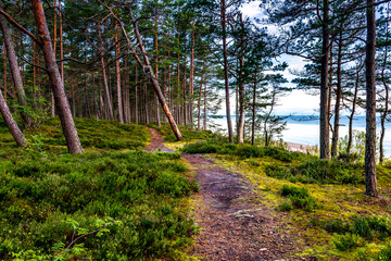 Walking footpath among pine forest and near a beach of the Baltic Sea