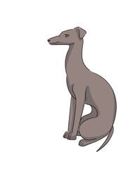 greyhound dog cartoon - obrazy, fototapety, plakaty