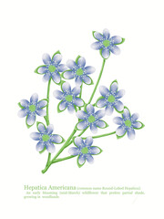 Round lobed hepatica flower