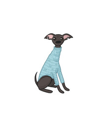 Italian Greyhound in Sweater