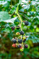 Reife und unreife Brombeeren am Strauch