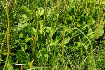 Fresh green leaves of plantain. Broadleaf plantain plant, Plantago major. Meadow grass with green leaves and flowers close-up. © Mieszko9