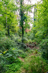 Welke Pflanzen im Wald