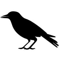 Obraz premium raven silhouette Flat Icon vector illustration Clipart