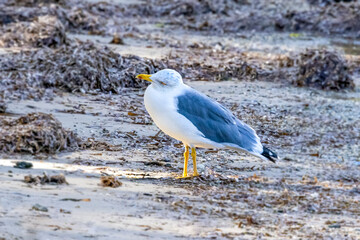 Yellow legged gull-Goéland leucophée (Larus michahellis) of Porquerolles  island, Mediterranean sea, Provence-Alpes-Côte d'Azur, France.