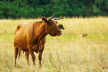 Brown cow beautiful and young in the pasture