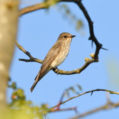 Muscicapa striata standing on the branch.