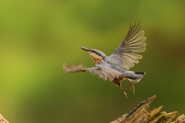 Fototapeta premium Eurasian nuthatch, (Sitta europaea) flies away with the seed