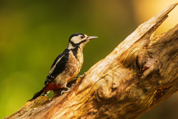 Great spotted woodpecker Dendrocopos major is on a tree trunk