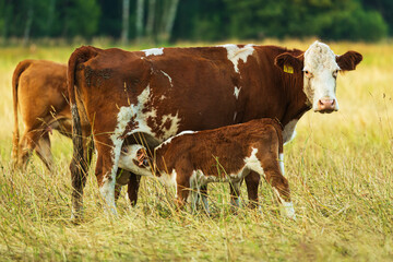 A spotted cow gives milk to her calf to drink