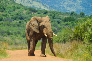 Huge and musth African elephant (Loxodonta Africana) road block in a South African game reserve