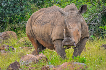 Naklejka premium Portrait of an African white Rhinoceros or Rhino or Ceratotherium simum also know as Square lipped Rhinoceros in a South African game reserve
