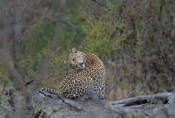 Leopard a big five during safari in Kruger national park