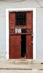 Puerta y perro