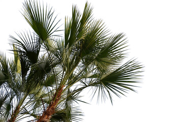 palm tree with leaves on top of it