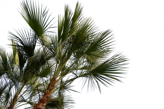palm tree with leaves on top of it