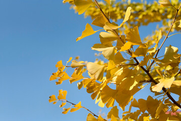 Yellow leaves of the Ginkgo tree in autumn against the sky, copy space, welcome autumn