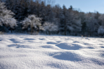 Eine Schneebedeckte Wiese vor einem Wald im Winter, Schwarzwald