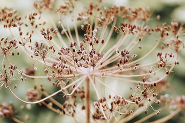 Dried wild flower close up in nature. dill inflorescences plant with blurred background selective...