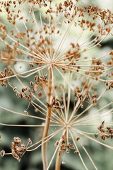 Dried wild flower close up in nature. dill inflorescences plant with blurred background selective...