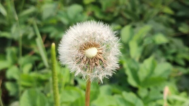 Fluffy seeds of the dandelion flower. 