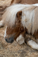 Obraz premium Horse in the stable