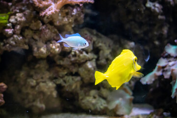 fish in an aqaurium