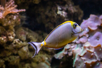 Fototapeta na wymiar fish in an aqaurium