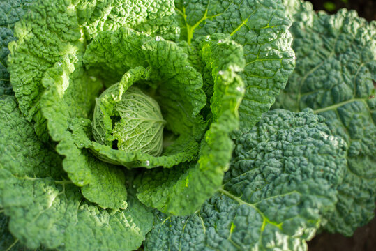 Young green savoy cabbage close-up