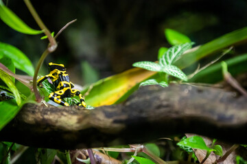 Frog on a leaf