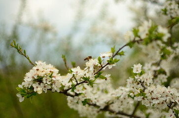Cherry blossom and the bees. Mykolaiv, Ukraine. 