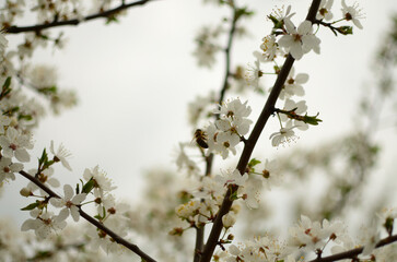 Cherry blossom and the bees. Mykolaiv, Ukraine. 