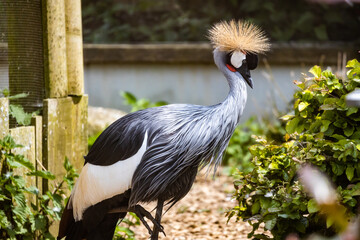 grey crowned crane
