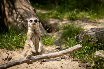 Meerkat saying hello